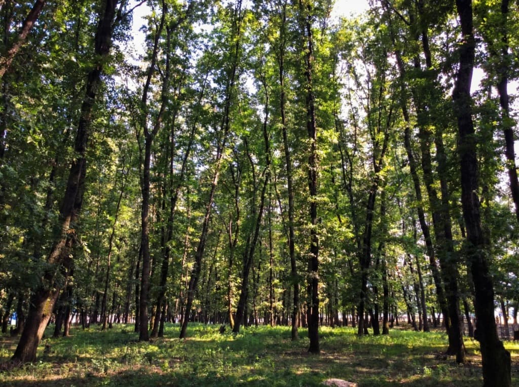 GooPlast Forest